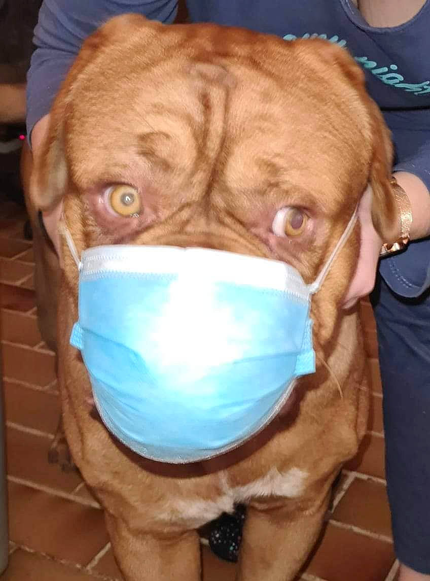 Raïden participe au concours pour gagner de l'argent avec cette photo : blue, carnivore, companion_dog, dog, dog_breed, ear, eye, fawn, head, jaw, liver, mouth, personal_protective_equipment, pet_supply, snout, sporting_group, watch, whiskers, working_animal, wrinkle