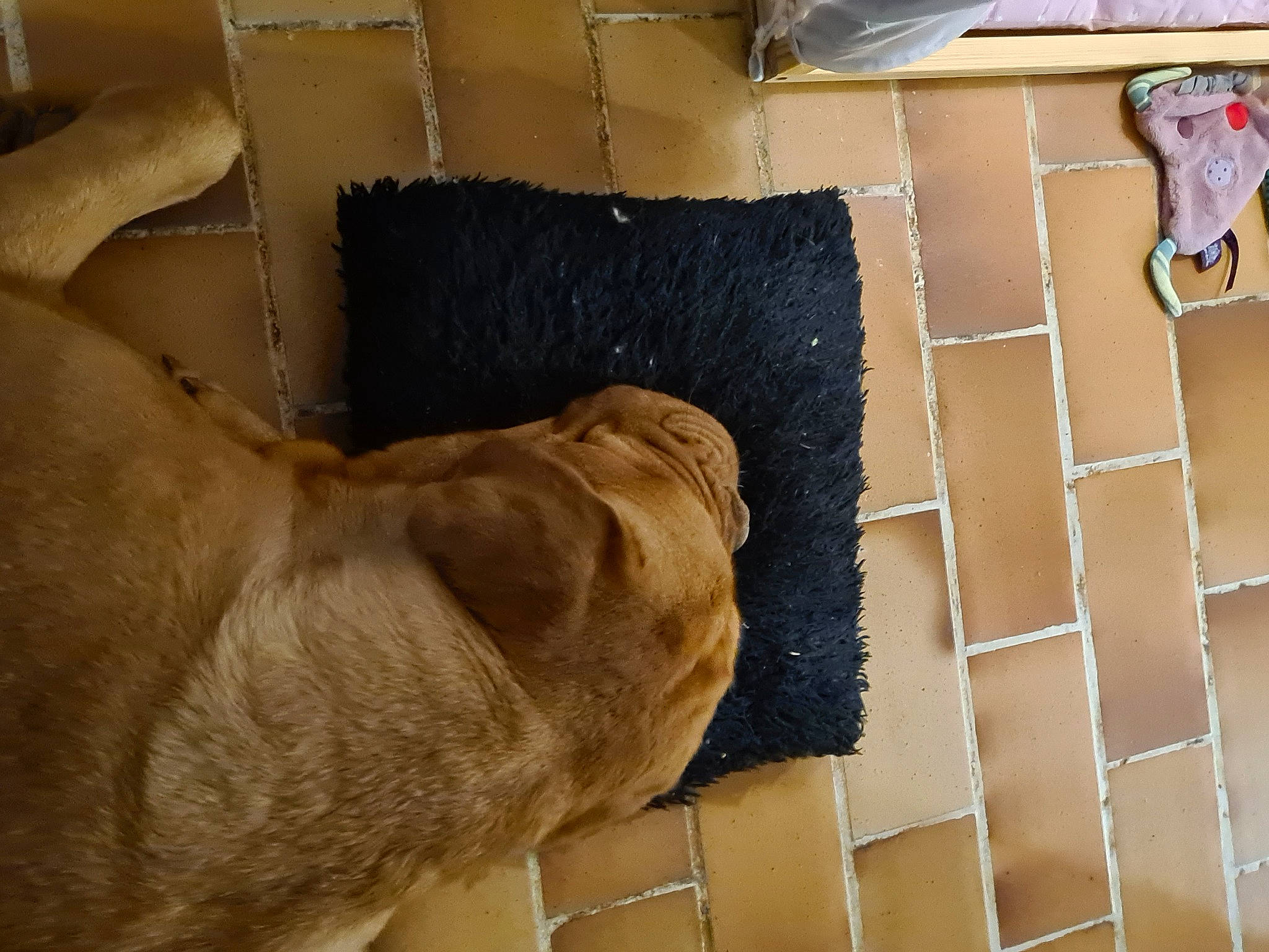 Raïden participe au concours pour gagner de l'argent avec cette photo : comfort, companion_dog, dog, dog_breed, felidae, floor, flooring, fur, hardwood, human_leg, ingredient, liver, pet_supply, rectangle, room, tail, terrestrial_animal, tile_flooring, wood, working_animal