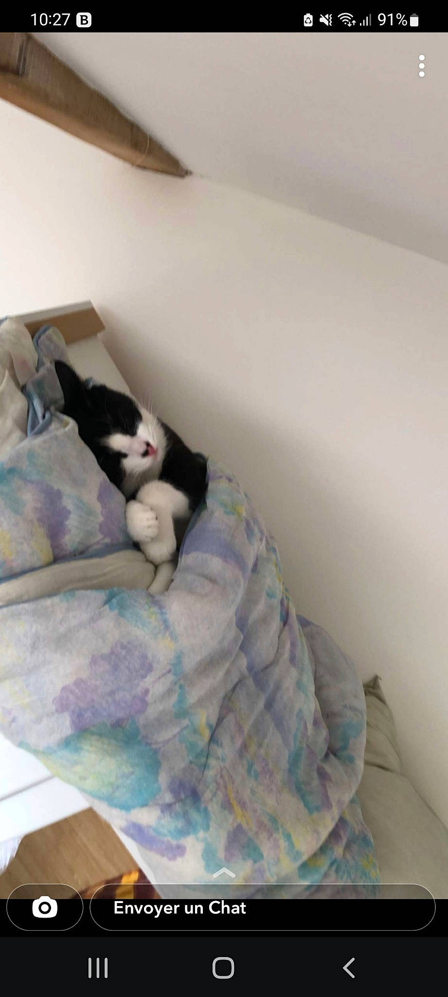 Dino participe au concours pour gagner de l'argent avec cette photo : bedding, canidae, carnivore, cat, comfort, companion_dog, dog_breed, domestic_short_haired_cat, felidae, flooring, fur, grey, hardwood, linens, room, small_to_medium_sized_cats, sporting_group, tail, whiskers, wood