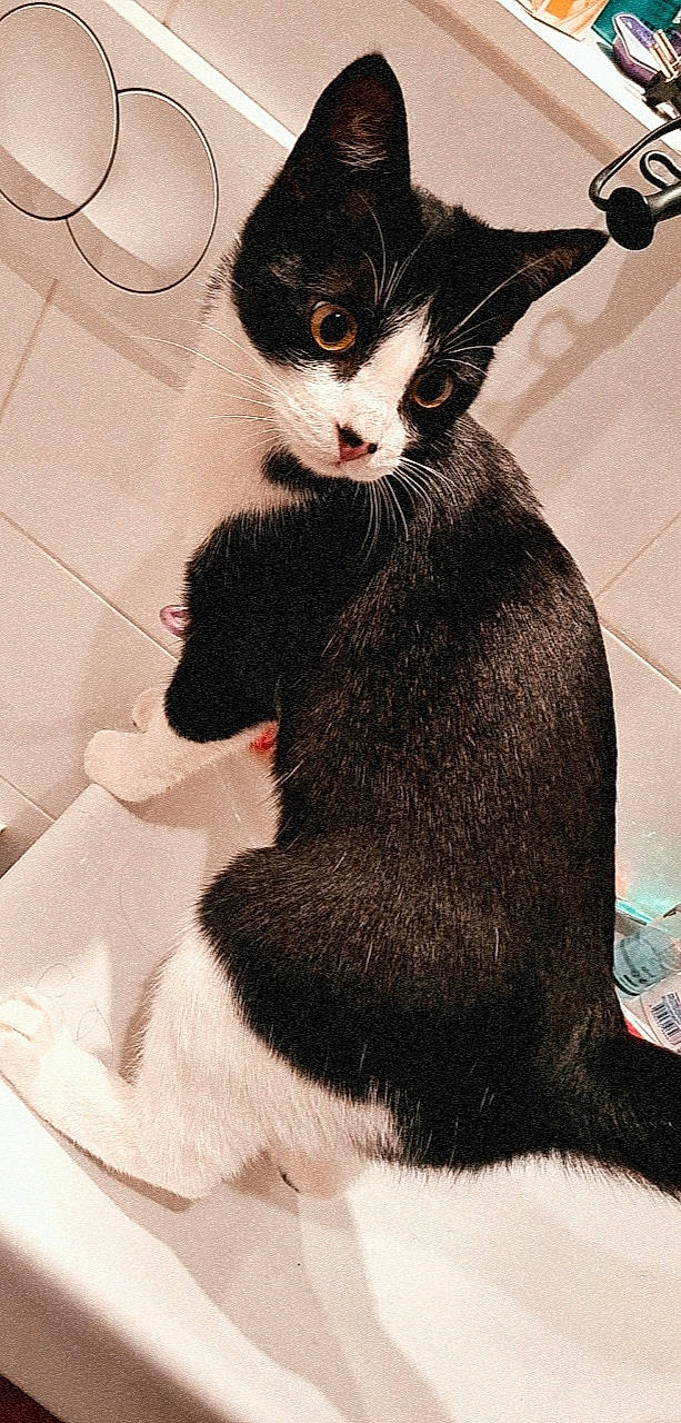 Dino a rejoint le concours — aidez-le/la à gagner de superbes lots ! carnivore, cat, claw, comfort, domestic_short_haired_cat, felidae, flooring, foot, formal_wear, fur, gesture, lap, paw, sitting, small_to_medium_sized_cats, snout, tail, terrestrial_animal, whiskers