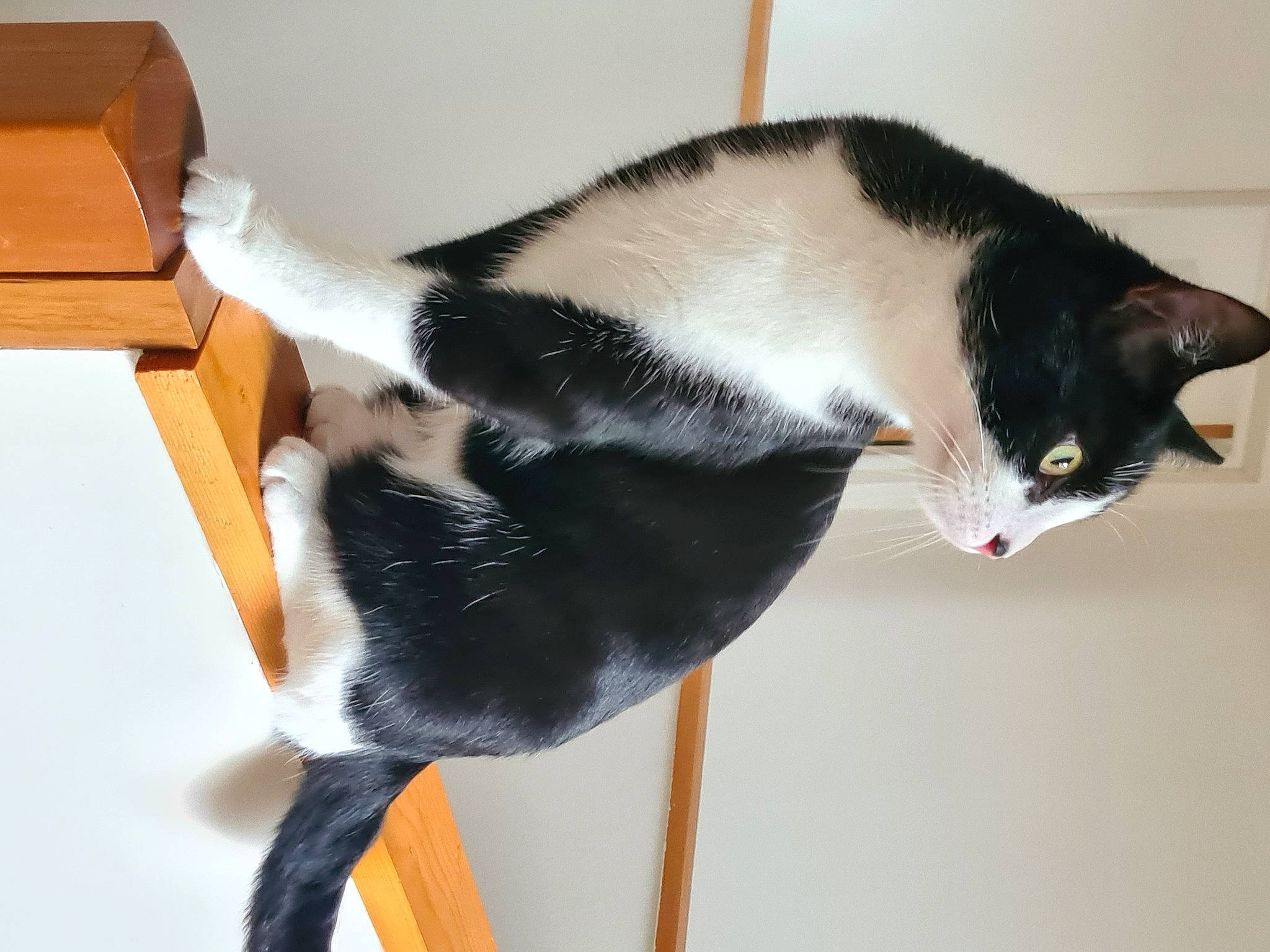 Dino a rejoint le concours — aidez-le/la à gagner de superbes lots ! box, carnivore, carton, cat, cat_supply, domestic_short_haired_cat, felidae, fur, pedestal, room, shipping_box, small_to_medium_sized_cats, snout, tail, vertebrate, whiskers, window, wood