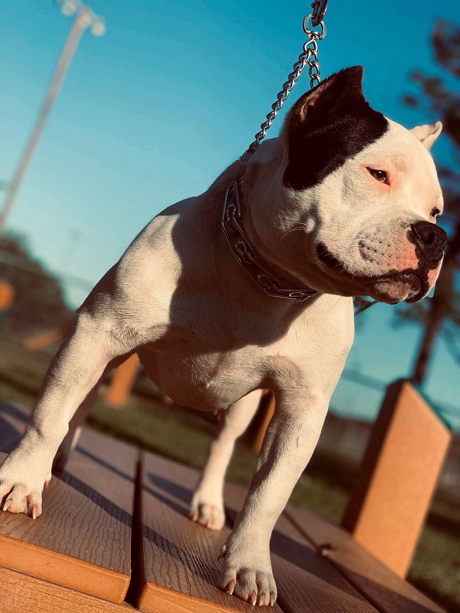 Dozer joined the competition — help win amazing prizes! canidae, carnivore, collar, companion_dog, dog, dog_breed, dog_collar, fashion_accessory, fawn, leash, liver, metal, pet_supply, sky, snout, sporting_group, tail, terrestrial_animal, whiskers, working_animal