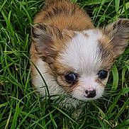 Simba a rejoint le concours — aidez-le/la à gagner de superbes lots ! animal, canine, chihuahua, cockerspaniel, dog, grass, lawn, papillon, pet, plant, puppy, terrier