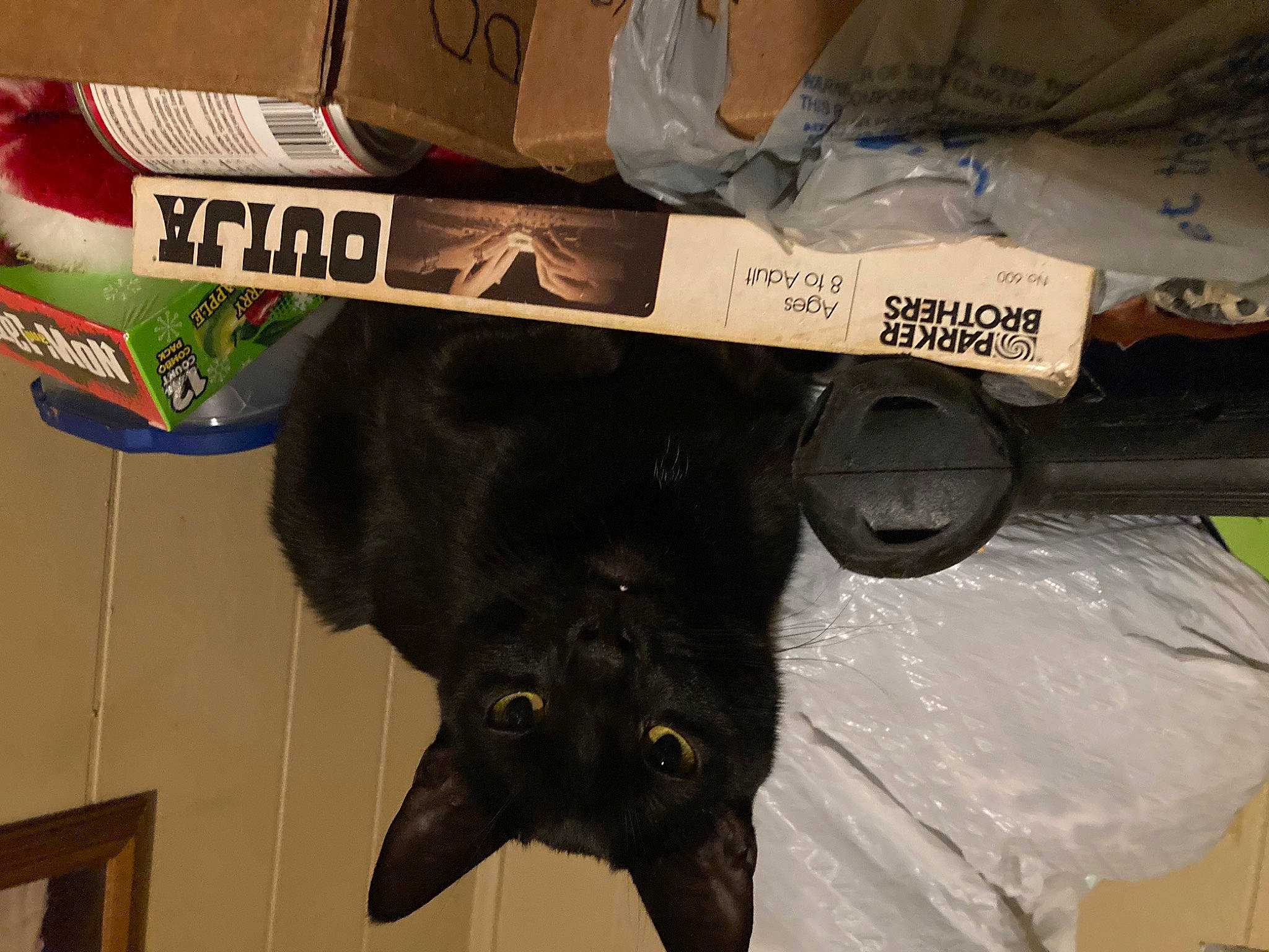 Slick joined the competition — help win amazing prizes! black_cat, bombay, box, canidae, cardboard, carnivore, carton, cat, dog_breed, domestic_short_haired_cat, felidae, fur, packaging_and_labeling, packing_materials, shipping_box, small_to_medium_sized_cats, sporting_group, tail, terrestrial_animal, whiskers