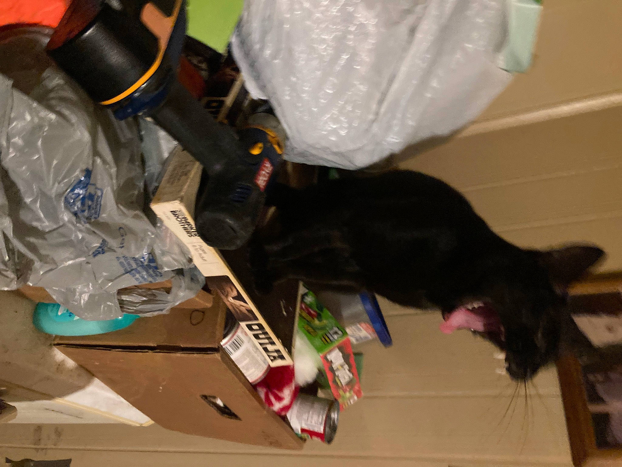 Slick is registered to the contest to win money with this photo: bag, carnivore, cat, electrical_wiring, felidae, fur, gas, personal_protective_equipment, plastic, plastic_bag, room, service, small_to_medium_sized_cats, sporting_group, tail, wrist