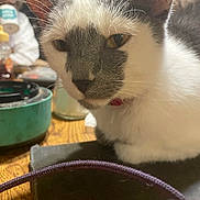 Freddy is registered to the contest to win money with this photo: bowl, cables, cat, close_up, collar, curious, desk, ears, electronics, eyes, feline, fur, gray_and_white, indoor, nose, pet, portrait, tabletop, whiskers, wood