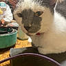 cat, feline, gray_and_white, close_up, portrait, whiskers, ears, eyes, nose, fur, pet, collar, indoor, desk, tabletop, electronics, cables, bowl, wood, curious