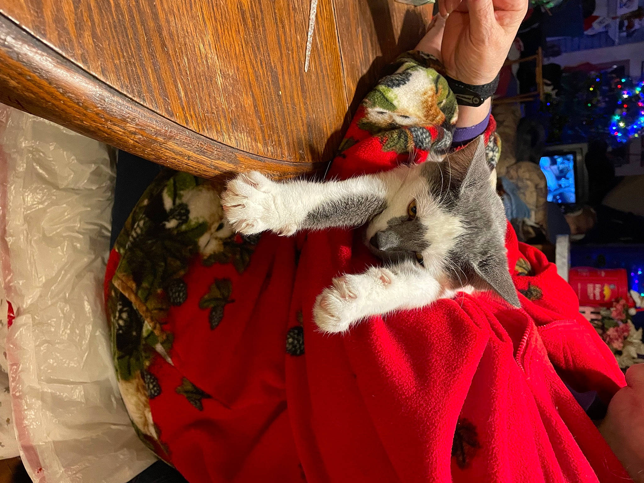 Freddy is registered to the contest to win money with this photo: carmine, christmas, christmas_eve, comfort, companion_dog, event, fawn, felidae, fictional_character, fun, fur, fur_clothing, holiday, human_leg, lap, santa_claus, tail, textile, tradition, tree