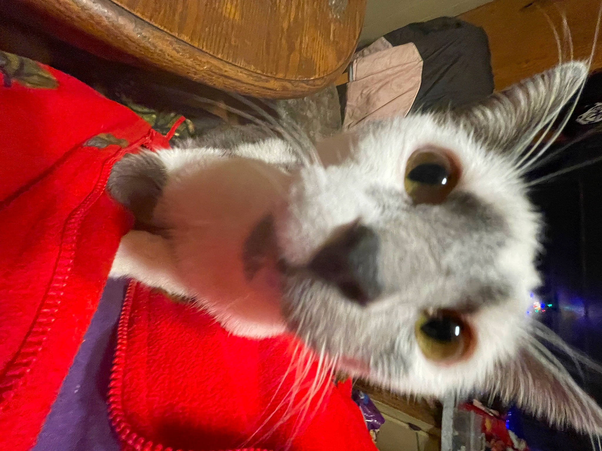 Freddy is registered to the contest to win money with this photo: canidae, carmine, carnivore, chair, comfort, companion_dog, couch, dog_breed, felidae, fur, paw, small_to_medium_sized_cats, snout, terrestrial_animal, toy_dog, whiskers