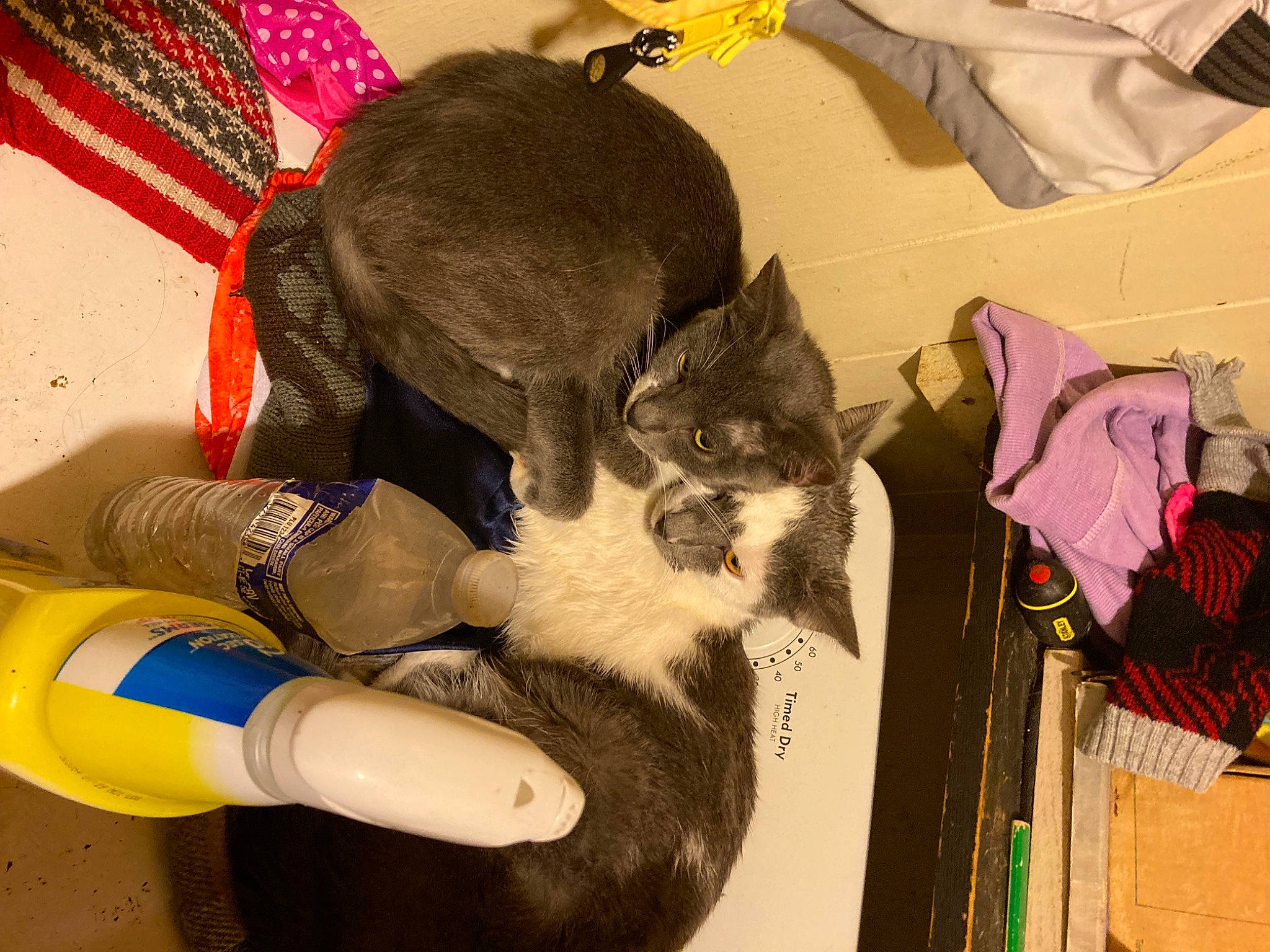 Freddy is registered to the contest to win money with this photo: black_cat, canidae, carnivore, cat, comfort, domestic_short_haired_cat, fawn, felidae, foot, fur, glove, human_leg, lap, mammal, nail, small_to_medium_sized_cats, tail, thigh, vertebrate, whiskers