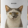 cat, mug, cup, ceramic, drinkware, portrait, printed_image, animal, face, eyes, ears, gray_and_white, whiskers, serious_expression, kitchen, wooden_background, tabletop, home_decor, product_photo, name_text