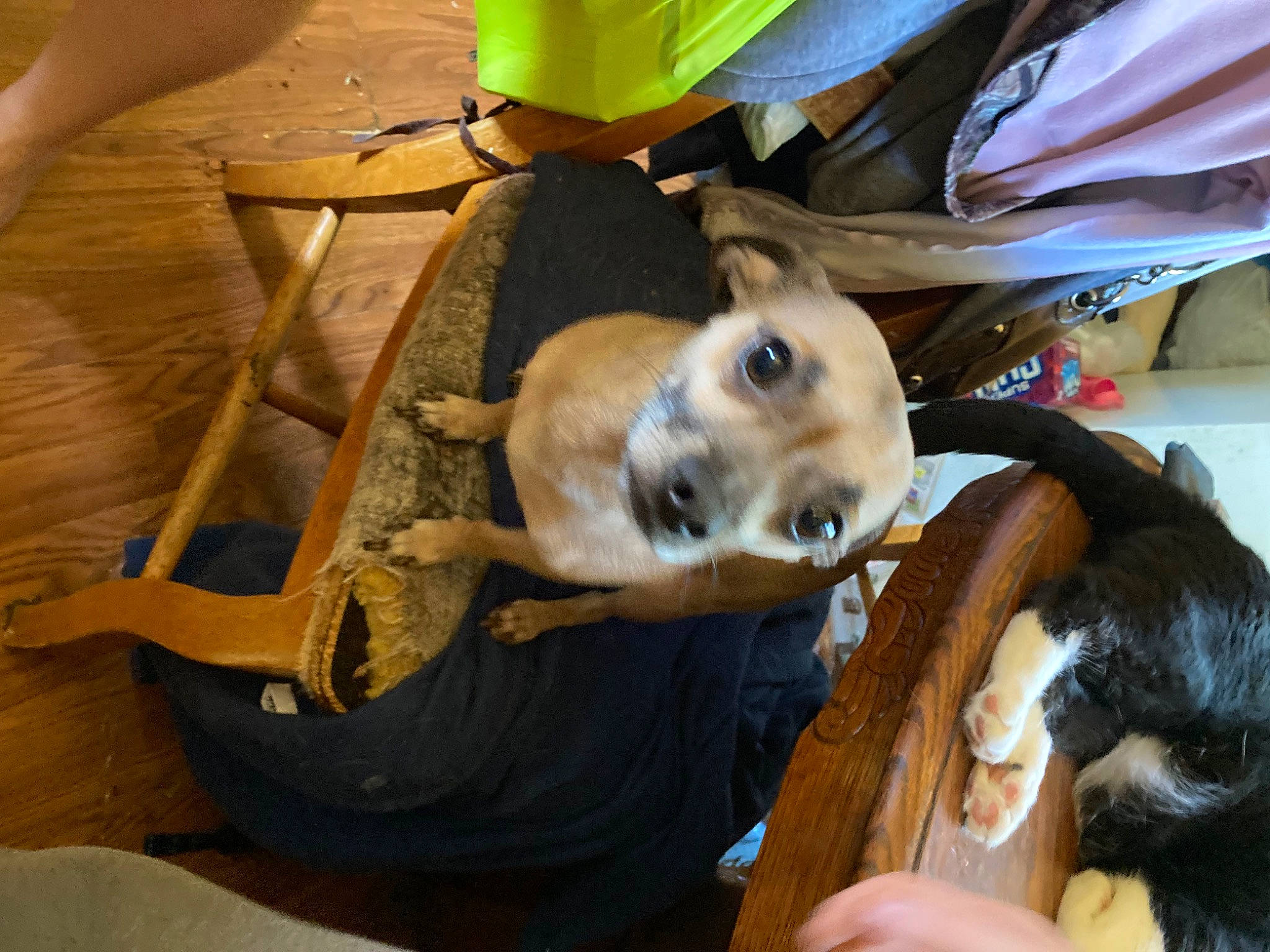 Diesel joined the competition — help win amazing prizes! canidae, carnivore, child, companion_dog, dog, dog_breed, fawn, flooring, fun, fur, recreation, sporting_group, tree, wood