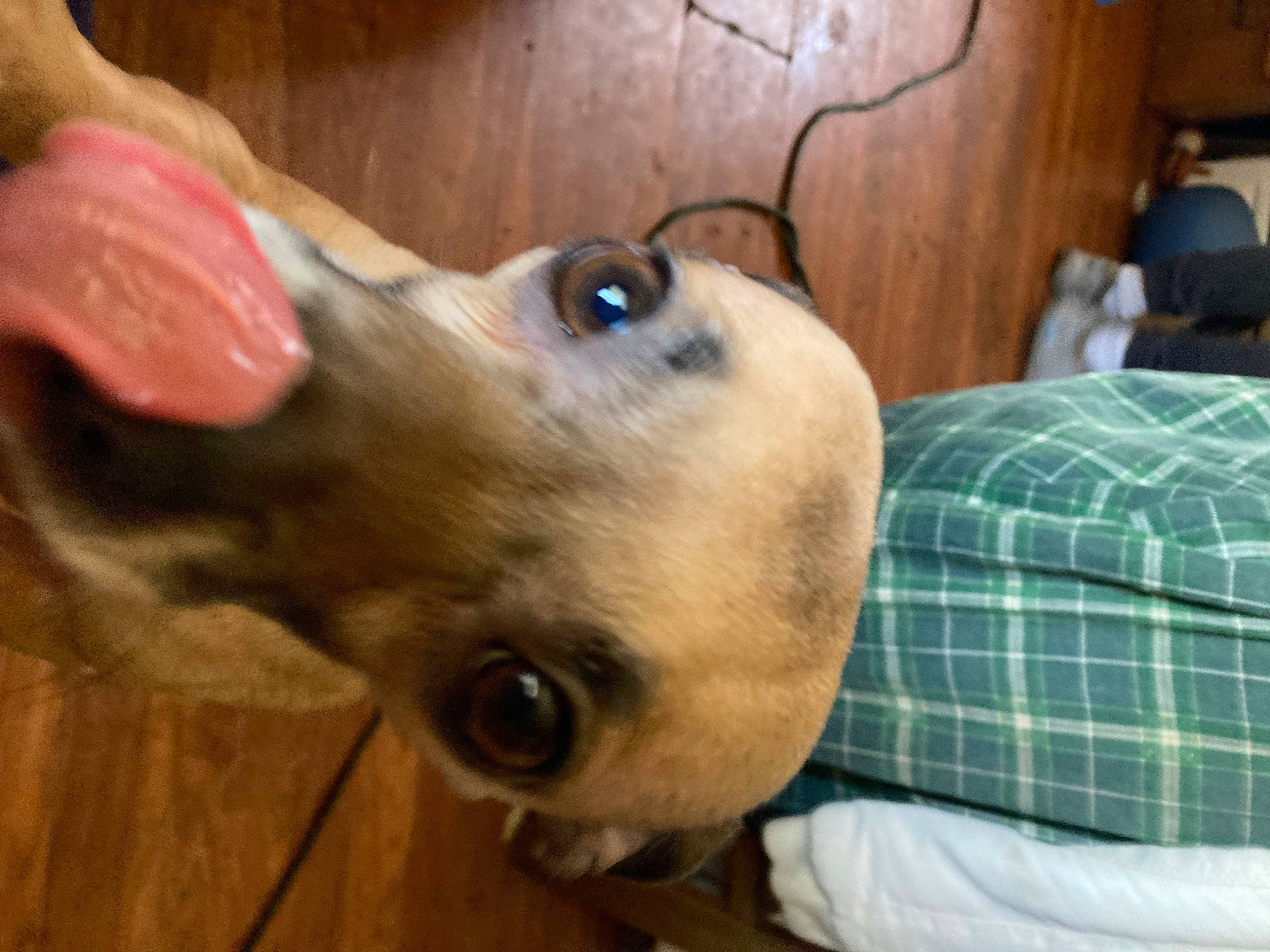 Diesel is registered to the contest to win money with this photo: canidae, carnivore, collar, companion_dog, dog, dog_breed, dog_collar, dog_supply, ear, fawn, fur, liver, pet_supply, plaid, sporting_group, tartan, throat, whiskers, wood, working_animal