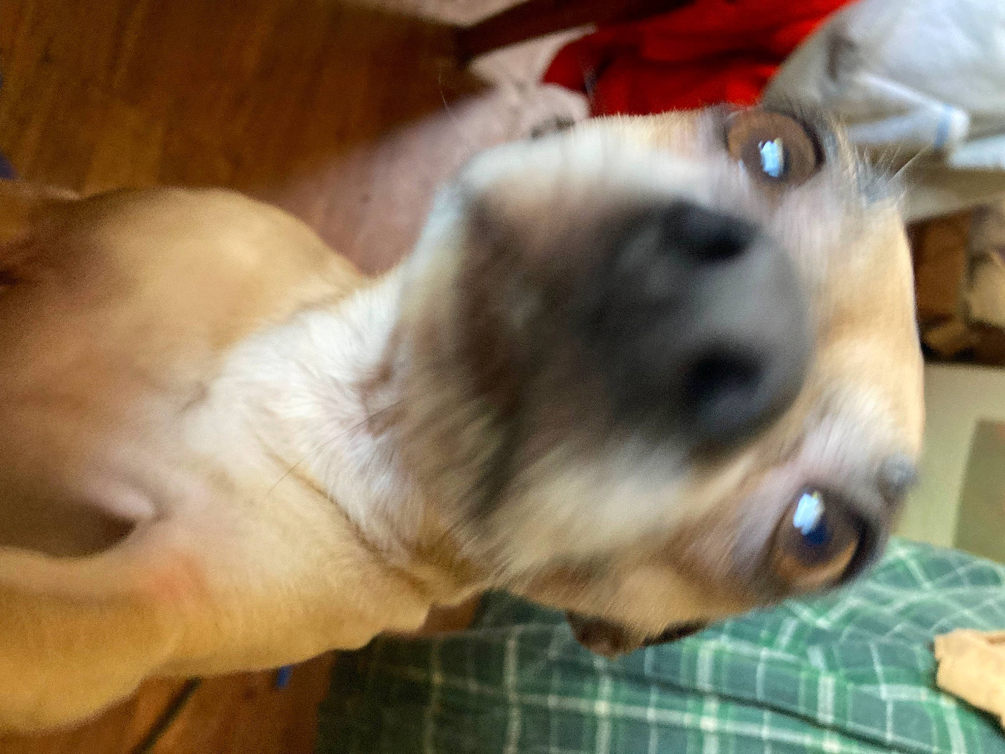 Diesel joined the competition — help win amazing prizes! canidae, carnivore, companion_dog, dog, dog_breed, ear, fawn, fur, non_sporting_group, paw, plaid, puppy, puppy_love, snout, sporting_group, tartan, toy_dog, whiskers, working_animal