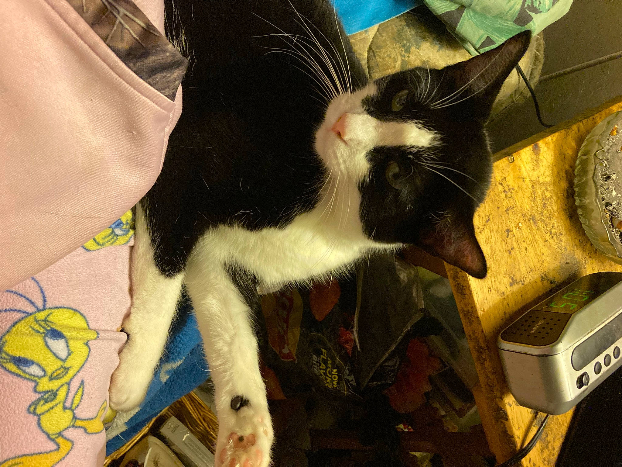 Bear Boomer Tomi is registered to the contest to win money with this photo: canidae, carnivore, cat, claw, domestic_short_haired_cat, felidae, fur, gesture, human_leg, lap, paw, small_to_medium_sized_cats, snout, sporting_group, tail, whiskers