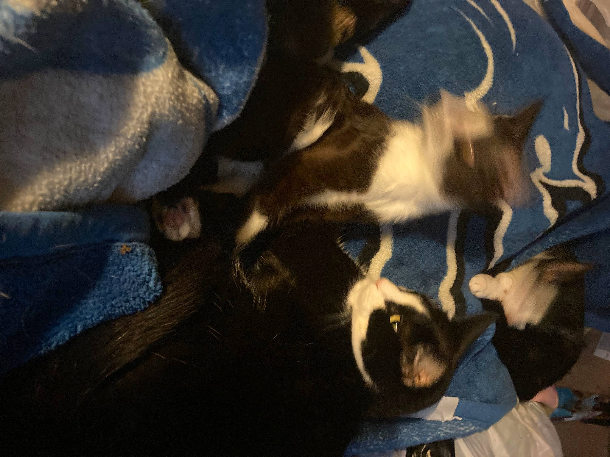 Bear Boomer Tomi is registered to the contest to win money with this photo: canidae, carnivore, claw, comfort, companion_dog, dog, dog_breed, fawn, felidae, fur, gesture, human_leg, non_sporting_group, paw, shadow, sporting_group, tail, tree, whiskers, working_animal