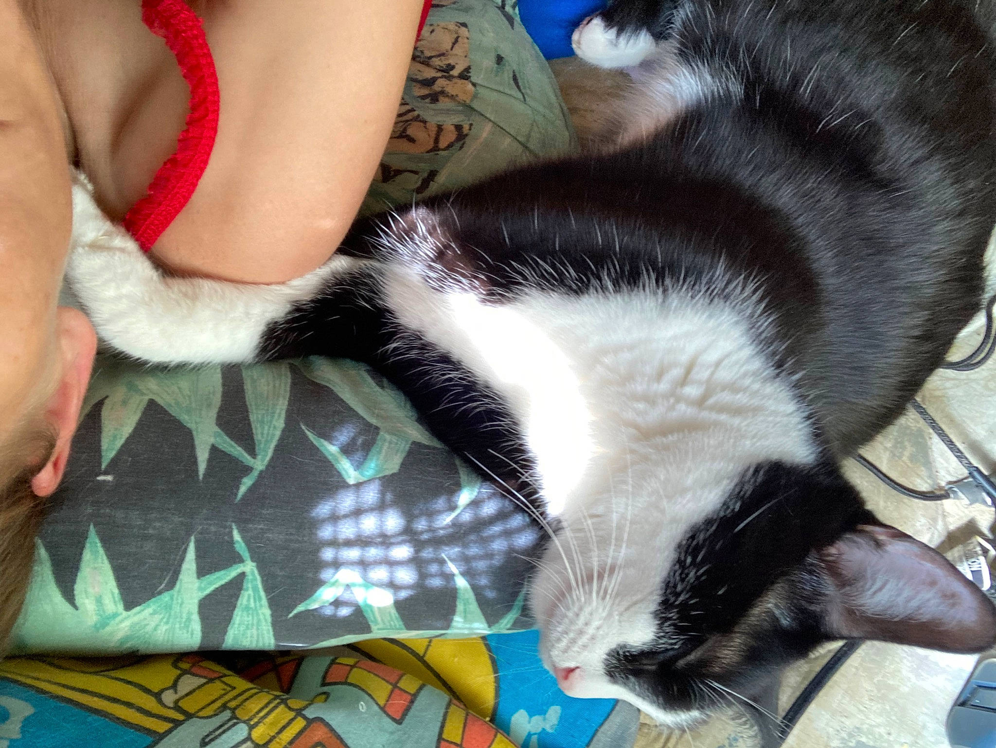 Bear Boomer Tomi is registered to the contest to win money with this photo: canidae, carnivore, cat, claw, comfort, dog_breed, domestic_short_haired_cat, elbow, felidae, fur, human_leg, lap, nap, paw, small_to_medium_sized_cats, snout, tail, thigh, whiskers, wrist