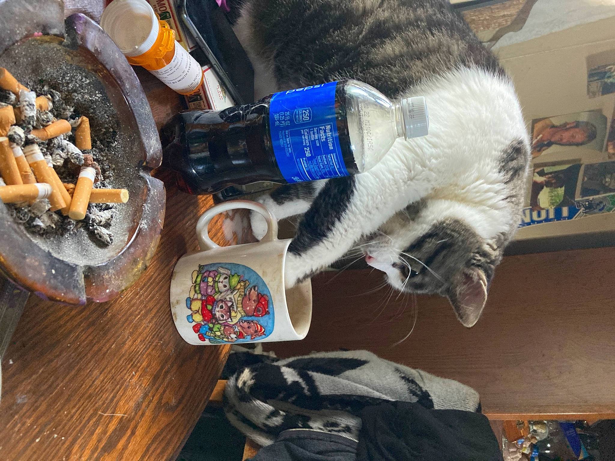 Toomer joined the competition — help win amazing prizes! ash, bag, beer, cat, collar, domestic_short_haired_cat, felidae, fur, glove, luggage_and_bags, machine, plastic_bottle, shoe, small_to_medium_sized_cats, tableware, tail, tool, water_bottle, whiskers, wood