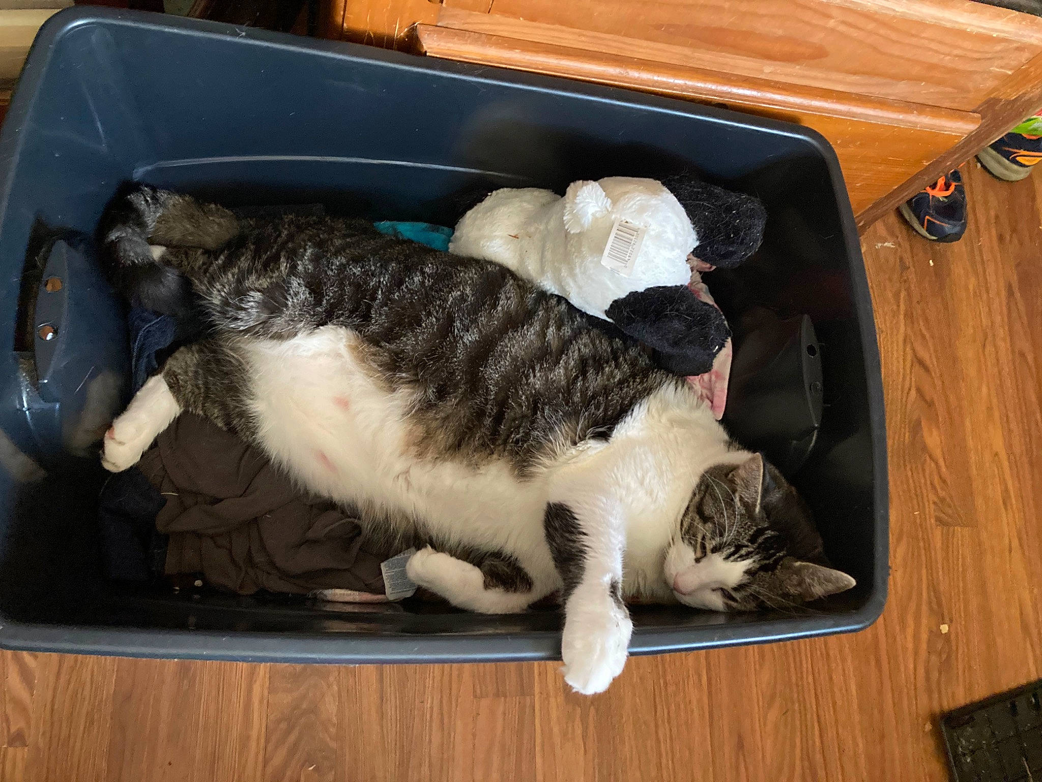 Toomer is registered to the contest to win money with this photo: canidae, carnivore, cat, cat_supply, comfort, companion_dog, domestic_short_haired_cat, felidae, fur, hardwood, pet_supply, small_to_medium_sized_cats, sporting_group, table, tail, toy, varnish, whiskers, wood, wood_stain