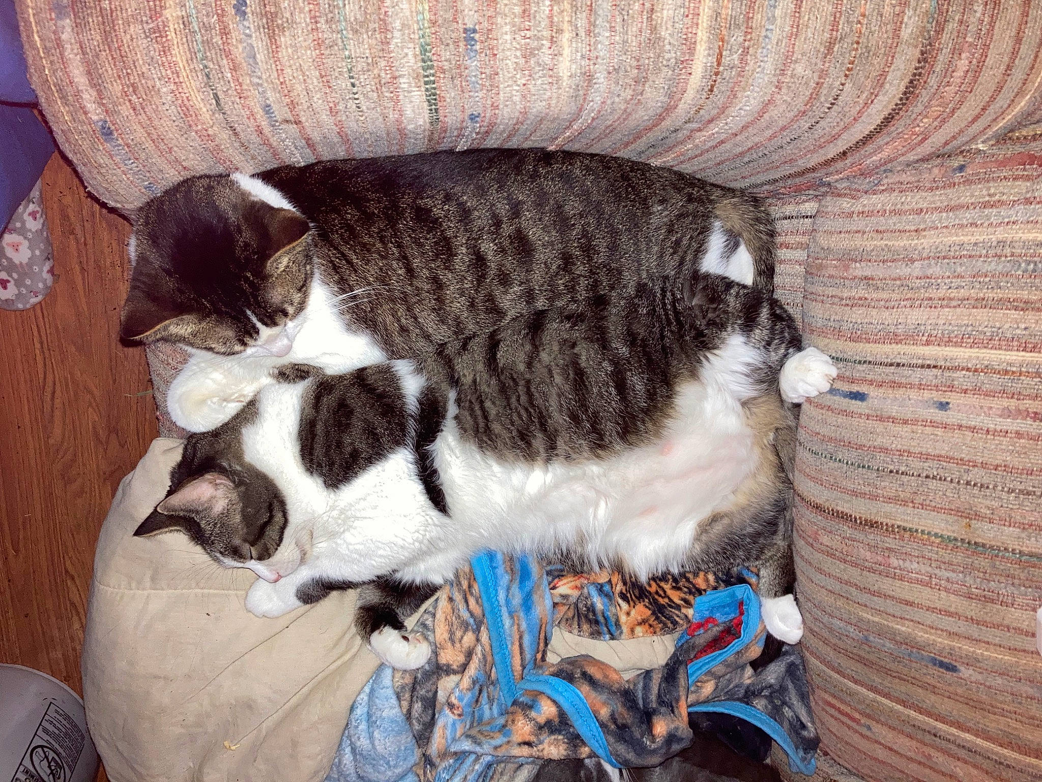 Toomer is registered to the contest to win money with this photo: canidae, carnivore, cat, cat_supply, claw, comfort, dog_breed, domestic_short_haired_cat, felidae, fur, mammal, nap, pet_vitamins_supplements, small_to_medium_sized_cats, snout, tail, terrestrial_animal, vertebrate, whiskers, wood