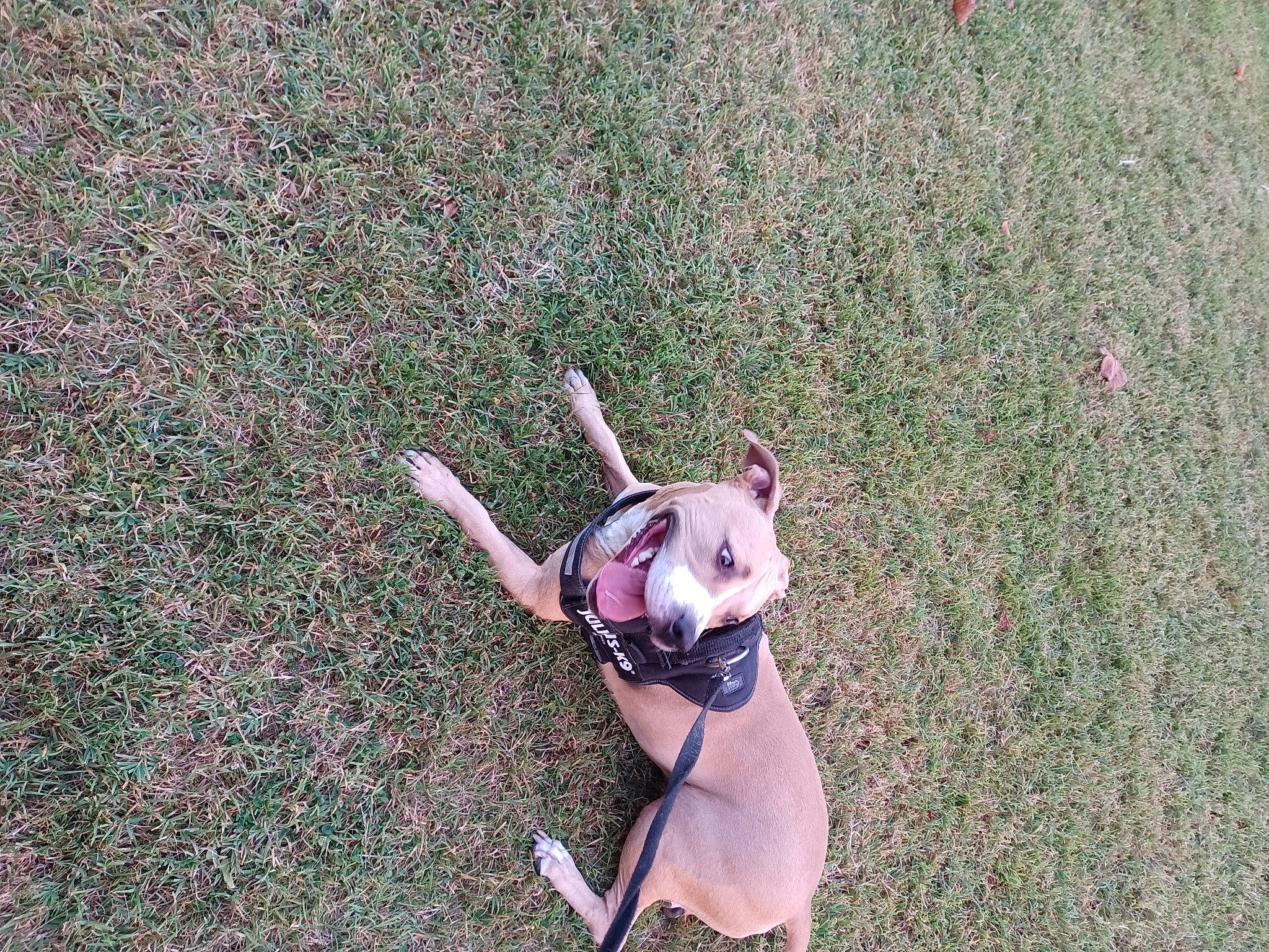 Kiwi participe au concours pour gagner de l'argent avec cette photo : adventure, canidae, carnivore, companion_dog, dog, dog_breed, fawn, foot, grass, happy, human_leg, knee, leisure, people_in_nature, plant, soil, sporting_group, tail, thigh, toy