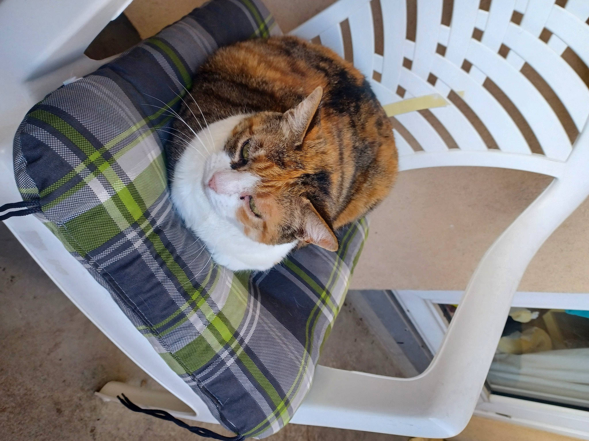 Lola a rejoint le concours — aidez-le/la à gagner de superbes lots ! bag, carnivore, cat, chair, comfort, domestic_short_haired_cat, fawn, felidae, fur, grass, hardwood, linens, outdoor_furniture, plaid, small_to_medium_sized_cats, tail, tartan, tree, whiskers, wood