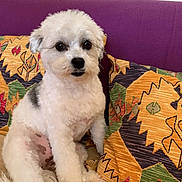 Louna a rejoint le concours — aidez-le/la à gagner de superbes lots ! dog, puppy, white_fur, fluffy, small_dog, pet, portrait, sitting, sofa, couch, cushions, purple_background, colorful_pattern, indoor, home, cute, companion_animal, black_nose, dark_eyes, photography