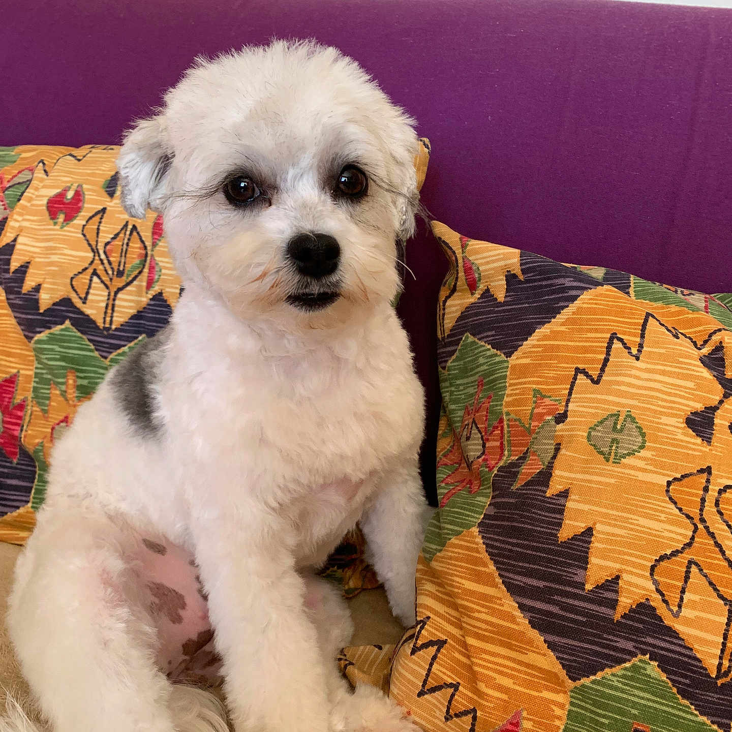 Louna a rejoint le concours — aidez-le/la à gagner de superbes lots ! dog, puppy, white_fur, fluffy, small_dog, pet, portrait, sitting, sofa, couch, cushions, purple_background, colorful_pattern, indoor, home, cute, companion_animal, black_nose, dark_eyes, photography
