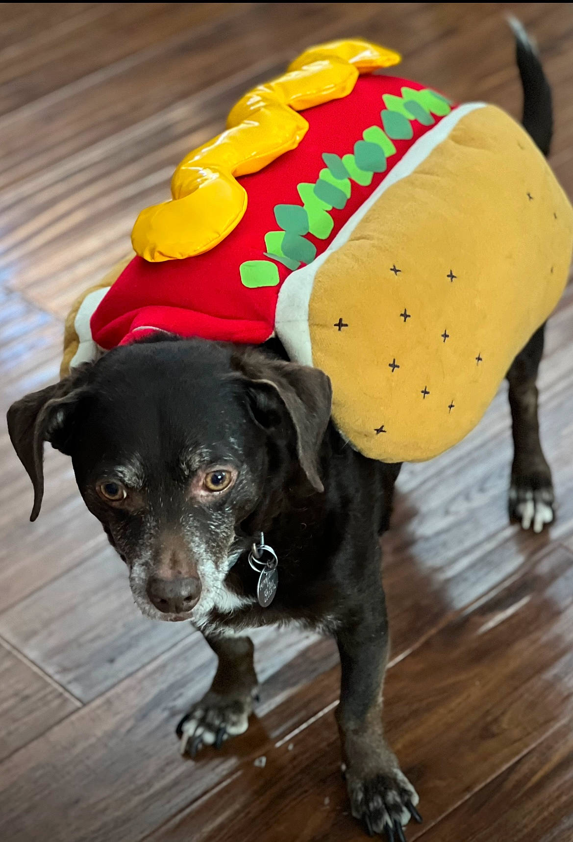 Brown Dog is registered to the contest to win money with this photo: carnivore, collar, companion_dog, dog, dog_breed, dog_clothes, dog_collar, dog_supply, fashion_accessory, fawn, flooring, fur, leash, personal_protective_equipment, pet_supply, snout, sporting_group, tail, vertebrate, working_animal