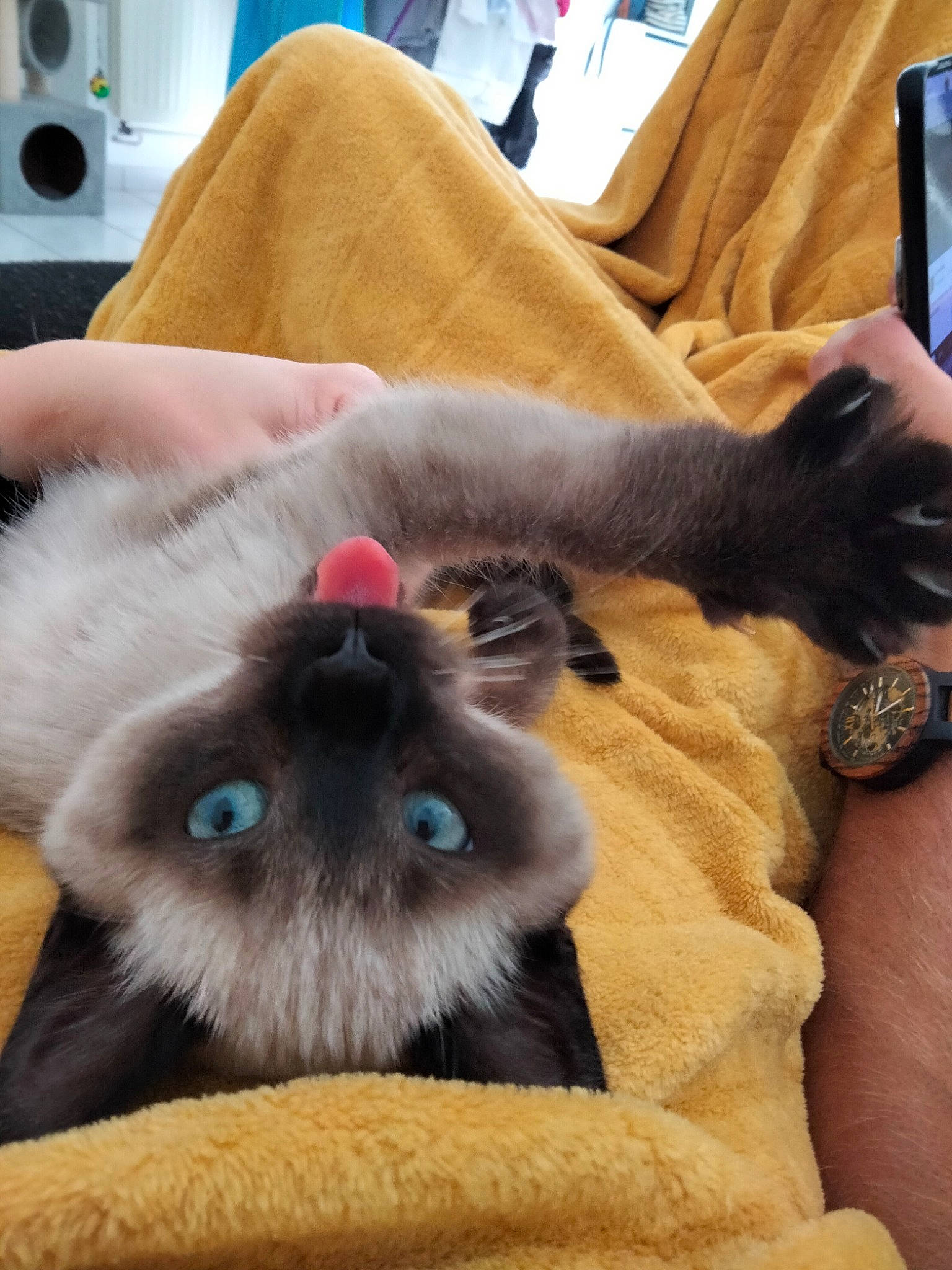 Bueno participe au concours pour gagner de l'argent avec cette photo : balinese, birman, carnivore, cat, comfort, communication_device, companion_dog, couch, felidae, fur, mobile_phone, portable_communications_device, siamese, small_to_medium_sized_cats, tail, telephony, thai, watch, whiskers, wrist