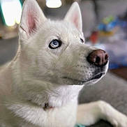 Bella Marie is registered to the contest to win money with this photo: dog, white_dog, blue_eyes, close_up, pet, canine, fur, indoor, portrait, animal, focused, snout, ears, collar, sitting, blurred_background, looking_away, household, companion, cute