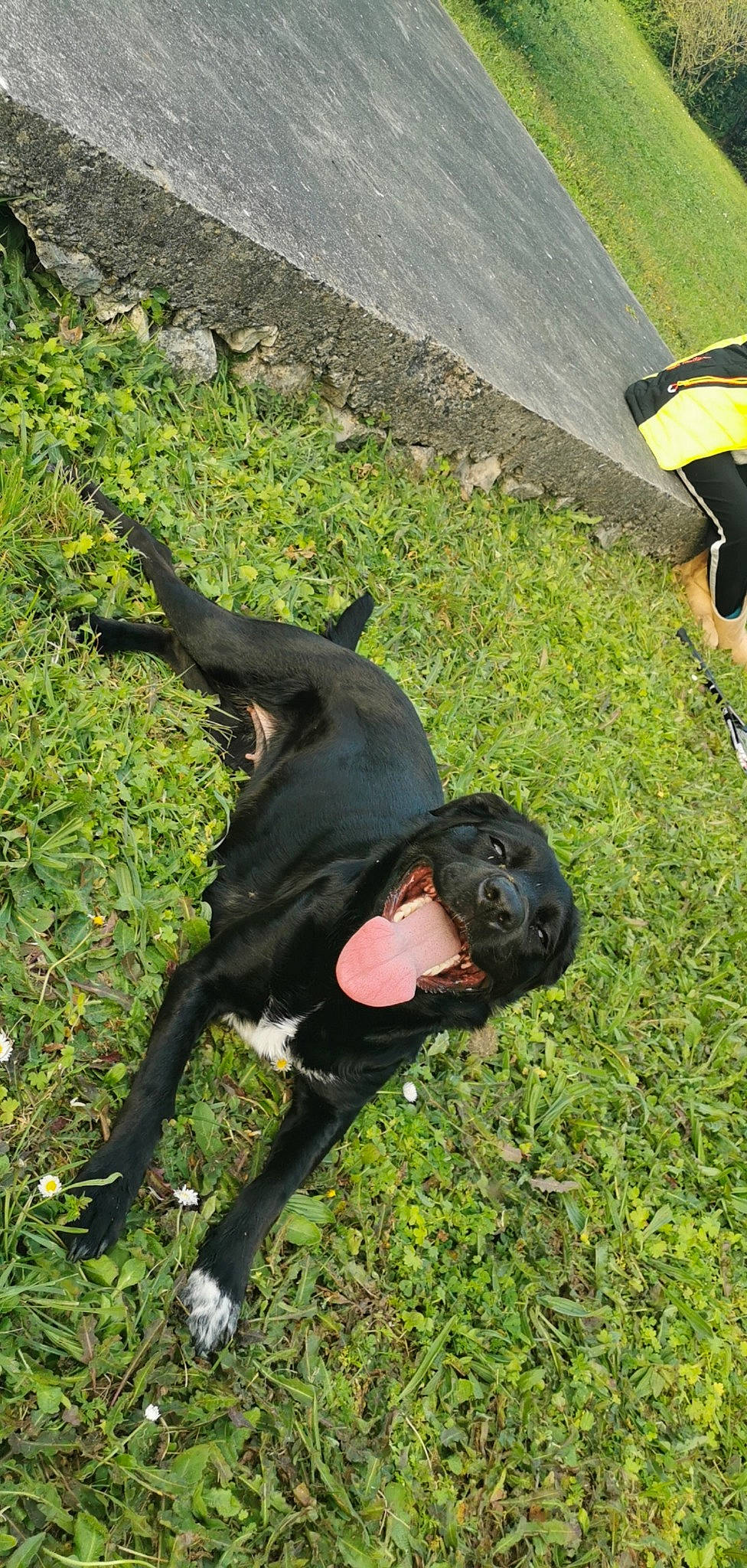 Naïla a rejoint le concours — aidez-le/la à gagner de superbes lots ! american_pit_bull_terrier, bandog, cane_corso, canidae, carnivore, dog, dog_breed, guard_dog, non_sporting_group, snout, sporting_group, staffordshire_bull_terrier