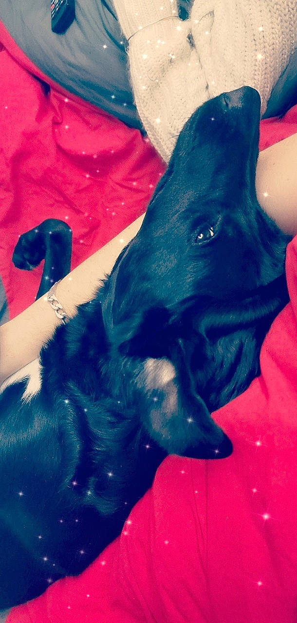 Naïla a rejoint le concours — aidez-le/la à gagner de superbes lots ! black_hair, blue, canidae, carnivore, dog, dog_breed, ear, hand, leg, long_hair, puppy, red, sporting_group