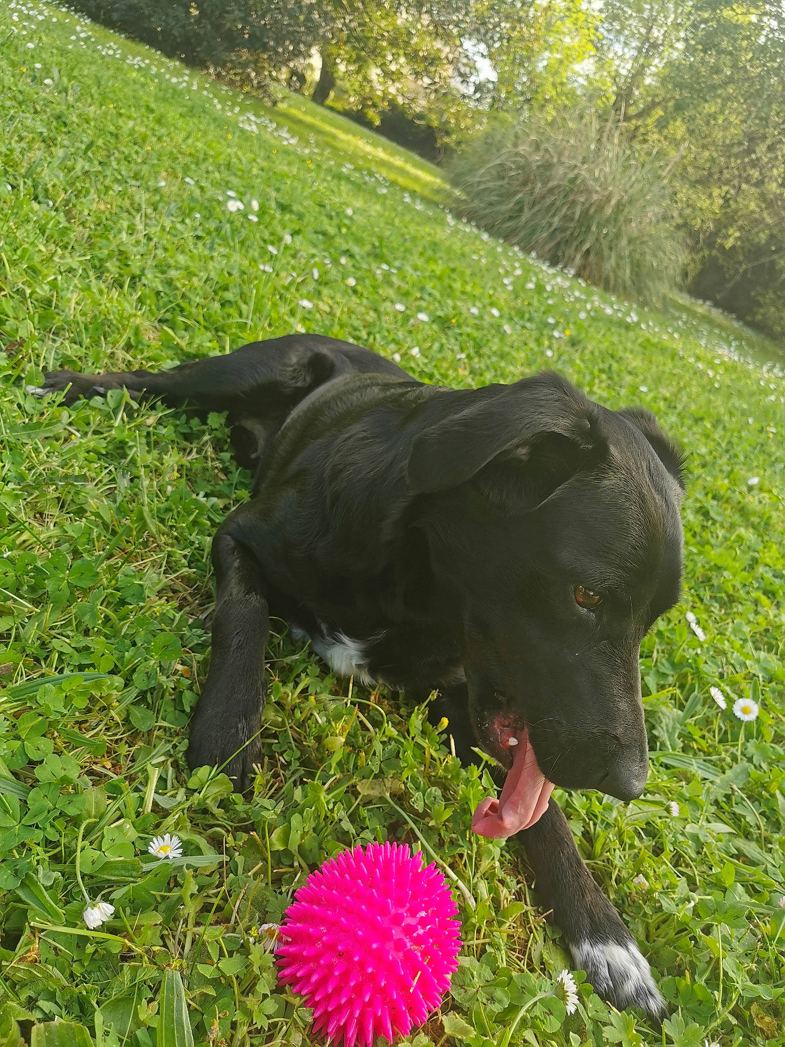 Naïla a rejoint le concours — aidez-le/la à gagner de superbes lots ! borador, canidae, carnivore, dog, dog_breed, flat_coated_retriever, grass, hunting_dog, labrador_retriever, mammal, patterdale_terrier, plant, sporting_group, vertebrate