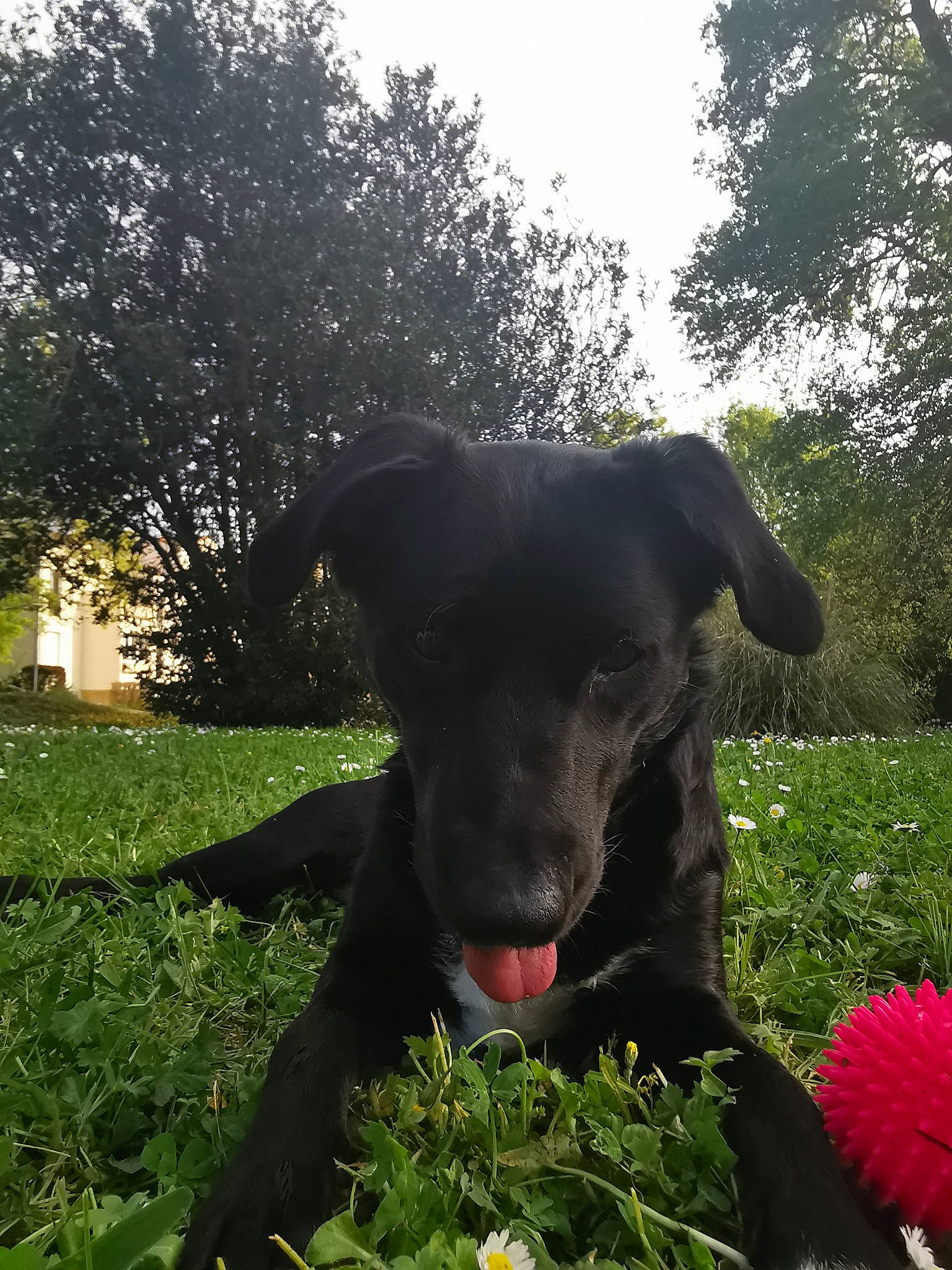 Naïla participe au concours pour gagner de l'argent avec cette photo : borador, canidae, carnivore, companion_dog, dog, dog_breed, flat_coated_retriever, flower, grass, labrador_retriever, nose, patterdale_terrier, plant, puppy, retriever, snout, sporting_group