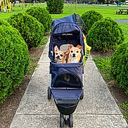 Peanut Cooper joined the competition — help win amazing prizes! dog, stroller, park, sidewalk, greenery, bushes, playground, trees, grass, pets, outdoor, daylight, leisure, animal, canine, nature, pathway, recreation, summer, cute