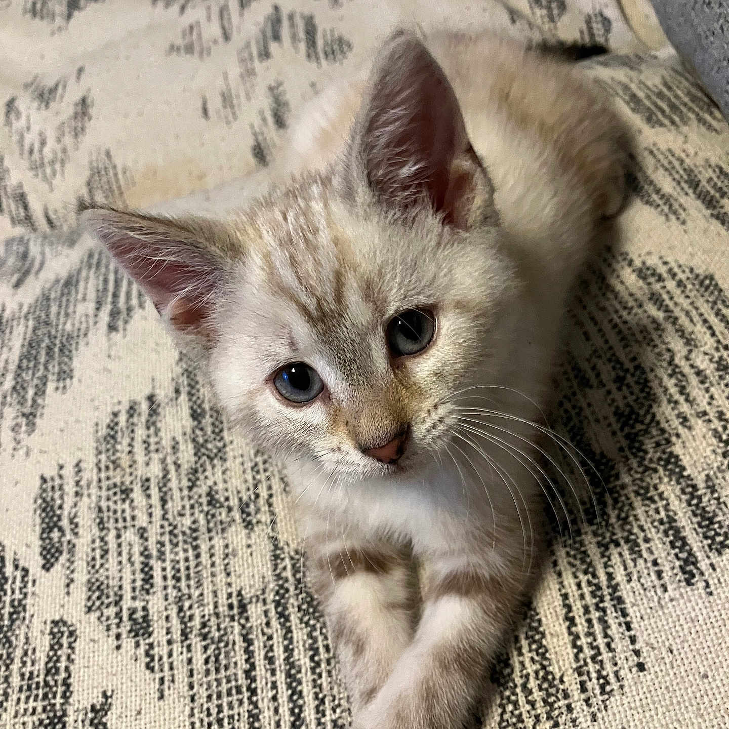 Bad Bunny is registered to the contest to win money with this photo: animal, cat, closeup, cozy, cute, domestic, ears, feline, fur, indoor, kitten, lying_down, patterned_background, paws, pet, portrait, relaxed, soft, whiskers, young