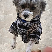 Kobe is registered to the contest to win money with this photo: dog, small_dog, puppy, pet, sweater, clothing, paws, tile_floor, indoor, looking_up, close_up, fur, eyes, nose, collar, jumping, front_view, adorable, gray_fur, knitted_texture