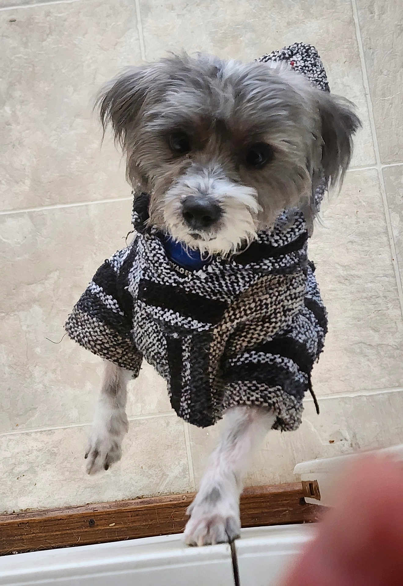 Kobe is registered to the contest to win money with this photo: dog, small_dog, puppy, pet, sweater, clothing, paws, tile_floor, indoor, looking_up, close_up, fur, eyes, nose, collar, jumping, front_view, adorable, gray_fur, knitted_texture