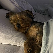 Jerry joined the competition — help win amazing prizes! animal, bed, blanket, brown_fur, comfort, cozy, cute, dog, fur, indoor, nap, peaceful, pet, pillow, quiet, relaxation, rest, sleeping, small_dog, tucked_in