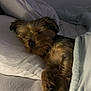 animal, bed, blanket, brown_fur, comfort, cozy, cute, dog, fur, indoor, nap, peaceful, pet, pillow, quiet, relaxation, rest, sleeping, small_dog, tucked_in