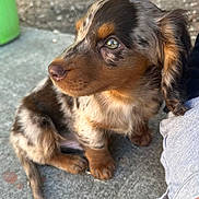 Bexar is registered to the contest to win money with this photo: puppy, dog, close_up, brown_fur, speckled, cute, pet, animal, sitting, outdoor, curious, young, small, furry, paw, concrete, background_blur, portrait, looking_away, companion