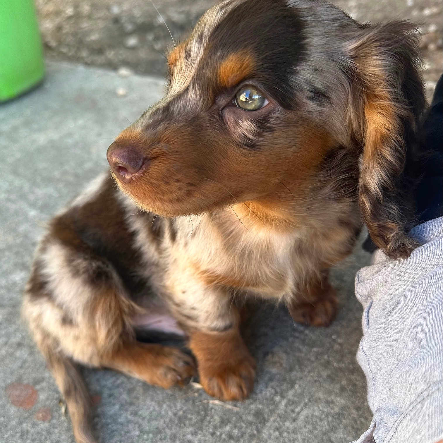 Bexar is registered to the contest to win money with this photo: animal, background_blur, brown_fur, close_up, companion, concrete, curious, cute, dog, furry, looking_away, outdoor, paw, pet, portrait, puppy, sitting, small, speckled, young