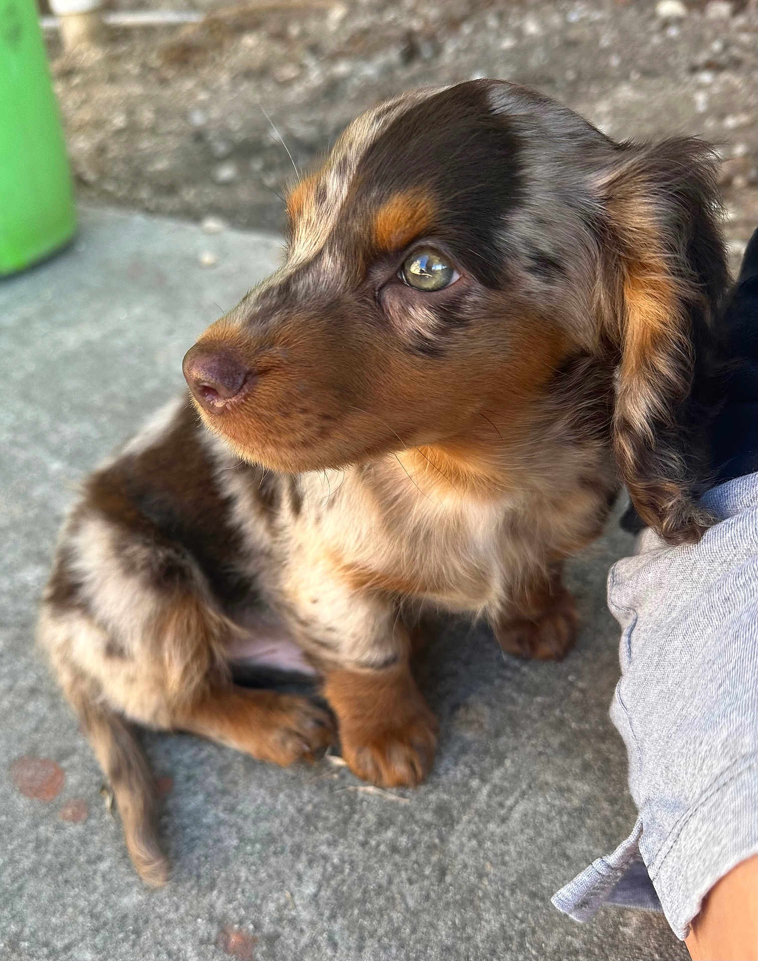 Bexar is registered to the contest to win money with this photo: puppy, dog, close_up, brown_fur, speckled, cute, pet, animal, sitting, outdoor, curious, young, small, furry, paw, concrete, background_blur, portrait, looking_away, companion