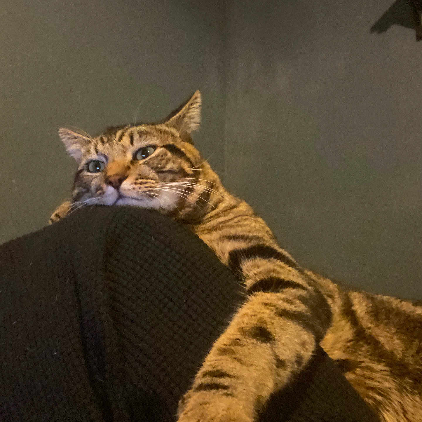 Saba is registered to the contest to win money with this photo: cat, tabby, pet, animal, feline, striped_fur, whiskers, ears, eyes, paw, lounging, relaxed, sleepy, funny, portrait, indoor, couch, furniture, dim_lighting, cozy