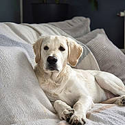 Rio a rejoint le concours — aidez-le/la à gagner de superbes lots ! animal, bed, bedroom, blanket, canine, couch, cushion, dog, furniture, goldenretriever, homedecor, hound, indoors, labradorretriever, person, pet, puppy, room, sleeping, whitedog