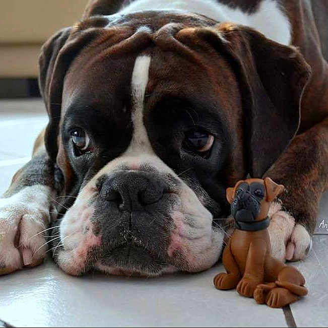 Hagler participe au concours pour gagner de l'argent avec cette photo :