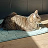 cat, cozy, domestic_animal, ears, feline, floor, indoor, mat, peaceful, pet, quiet, relaxing, resting, shadow, side_view, striped, sunlight, tabby, whiskers, wooden_floor