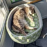 Zelda participe au concours pour gagner de l'argent avec cette photo : animal, balcony, cat, chair, comfortable, cozy, daylight, domestic, feline, green_pattern, home, indoor, pet_bed, quiet, relaxation, resting, sleeping, striped_cat, sunlight, window