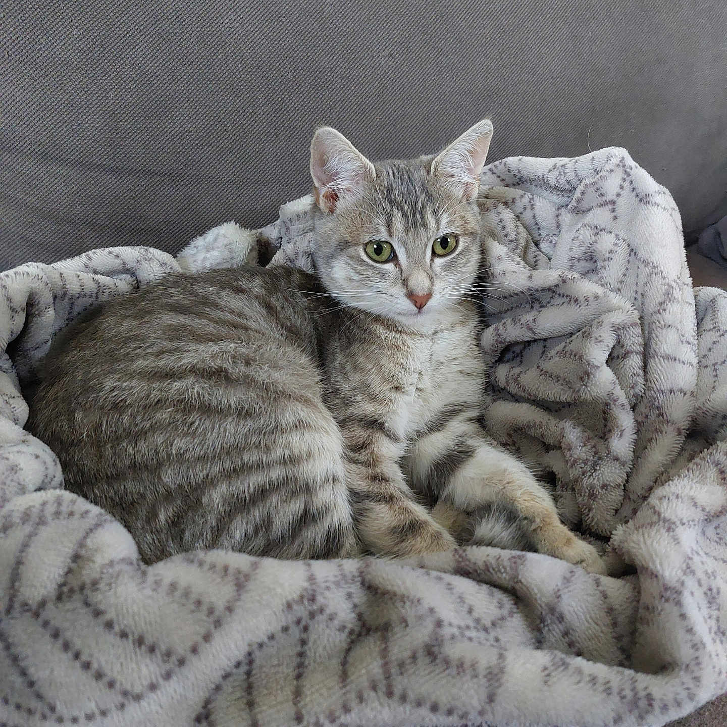 Zelda